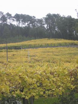 Imagen 2 de la bodega Adegas Castro Brey