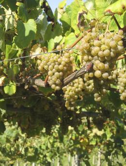 Imagen 3 de la bodega Adegas Castro Brey