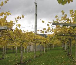 Imagen 4 de la bodega Adegas Castro Brey