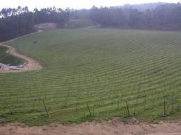 Imagen 4 de la bodega Adegas Tollodouro