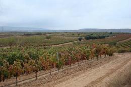 Imagen 2 de la bodega Aldonia