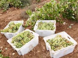 Imagen 3 de la bodega Ar�spide