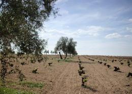 Imagen 2 de la bodega Barreda