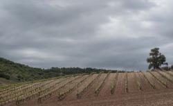 Imagen 4 de Bodegas Cepa 21 a�ade un Taller de Poda a su oferta de enoturismo