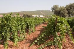 Imagen 8 de Casalobos, bodega joven de la mano de jovenes manos