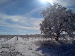 Imagen 1 de la bodega Dehesa Valdelaguna