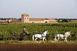 Imagen 1 de la bodega Finca Los Aljibes