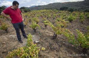 Imagen del reportajeConocemos el origen de La Dama y El Terroir, tintos de garnacha nacidos de la ilusi�n