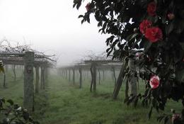 Imagen 3 de la bodega Granbazán