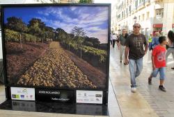 Imagen 9 de Grandes fotgrafos para promocionar el vino de Mlaga