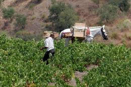 Imagen 1 de la bodega Jorge Ordo�ez