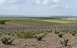 Imagen 1 de la bodega Jos� Pariente