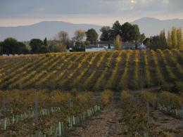 Imagen 1 de la bodega La Capuchina