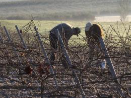 Imagen 2 de la bodega La Capuchina