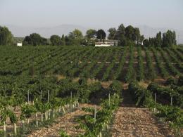 Imagen 3 de la bodega La Capuchina