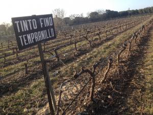 Imagen del reportajeLa Planta, la base de los vinos de Bodegas Arzuaga