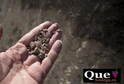 Imagen 6 de Lagar del Monte, vi�edos por fanegas y vino por arrobas