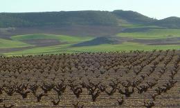 Imagen 2 de la bodega Los Astrales