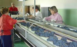 Imagen 3 de la bodega Los Astrales