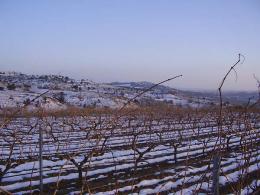 Imagen 1 de la bodega Nuntia Vini Vi�a Zangarr�n