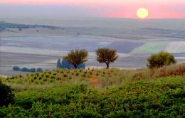 Imagen 2 de la bodega Nuntia Vini Vi�a Zangarr�n