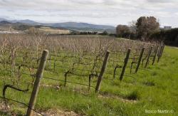 Imagen 9 de Pago de Larrainzar, vino con tradición monacal.