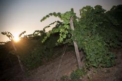 Imagen 7 de Pago de Vallegarcía, paso a paso de la mano de su Viognier