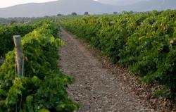 Imagen 9 de Pago de Vallegarcía, paso a paso de la mano de su Viognier