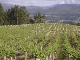 Imagen 5 de la bodega Pazo Pondal