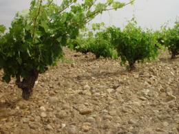 Imagen 2 de la bodega San Rom�n - Mauro Dos