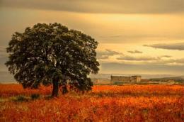 Imagen 1 de la bodega Soto de Torres