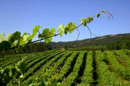 Imagen 2 de la bodega Terras Gaudas