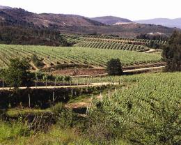Imagen 3 de la bodega Terras Gaudas