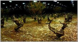 Imagen 2 de la bodega Valdelana