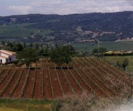 Imagen 1 de la bodega Vetas