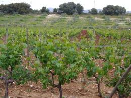 Imagen 3 de la bodega Vetas