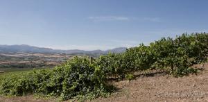 Imagen del reportajeBodega Morosanto, siguiendo en camino de �beros, Romanos y Musulmanes.