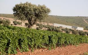 Imagen del reportajeCasalobos, bodega joven de la mano de jovenes manos