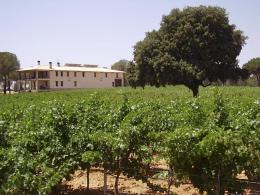 Imagen 1 de la bodega Vitis Natura. Vinos y Vi�edos ecol�gicos