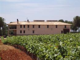 Imagen 4 de la bodega Vitis Natura. Vinos y Vi�edos ecol�gicos